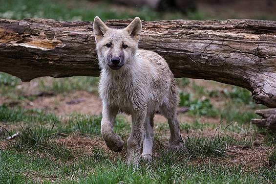 Polarwolf in der Tierwelt Herberstein in der Oststeiermark