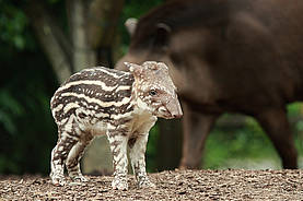 Tapir in der Tierwelt Herberstein
