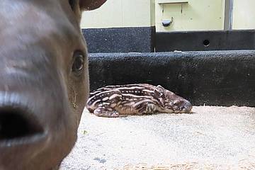 Tapirbaby schaut in die Kamera in der Tierwelt Herberstein