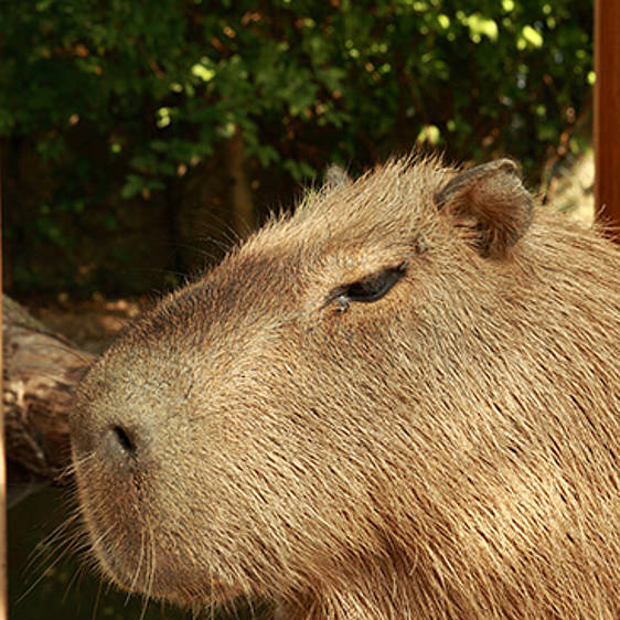 Capybara