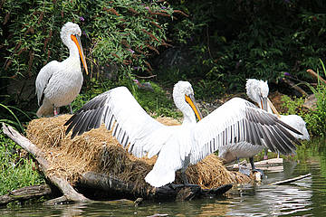 Pelikane im Wasser in der Tierwelt Herberstein