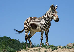 Zebra im Tierpark in der Steiermark