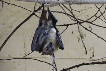 Tierbabys in der Steiermark