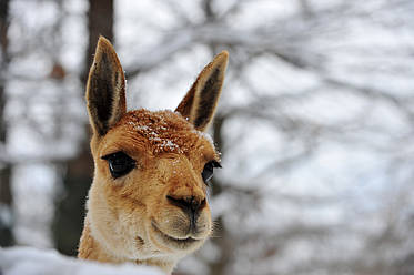 Vikunja im Winter in der Tierwelt Herberstein