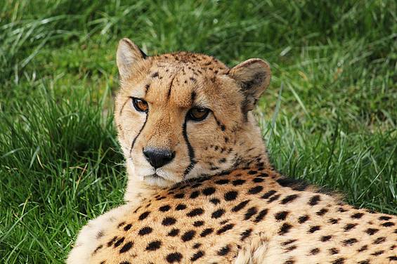 Gepard in der Tierwelt Herberstein