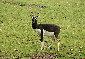 Hirschziegen-Antilope