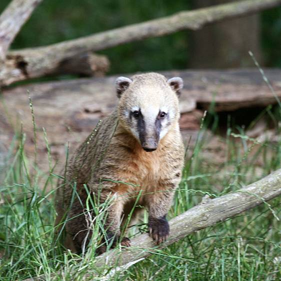 Südamerikanischer Nasenbär