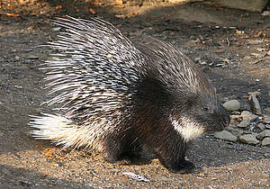 Weißschwanz-Stachelschwein
