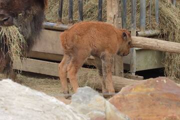 Tierbabys in der Steiermark