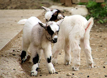 Ziegennachwuchs in der Tierwelt Herberstein