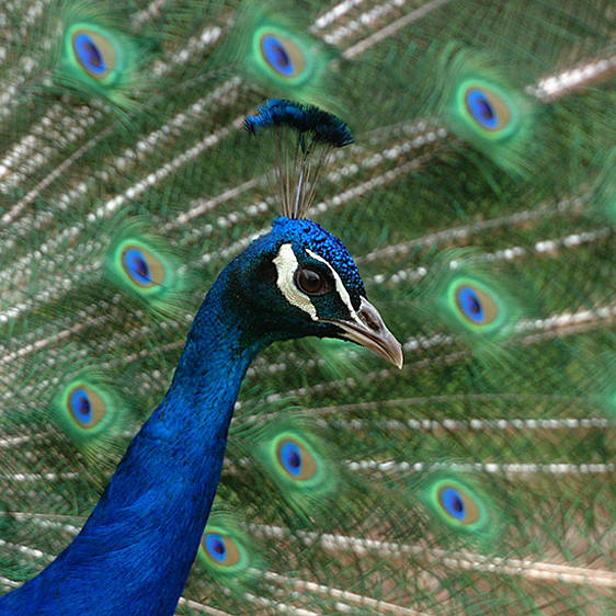 Blauer Pfau