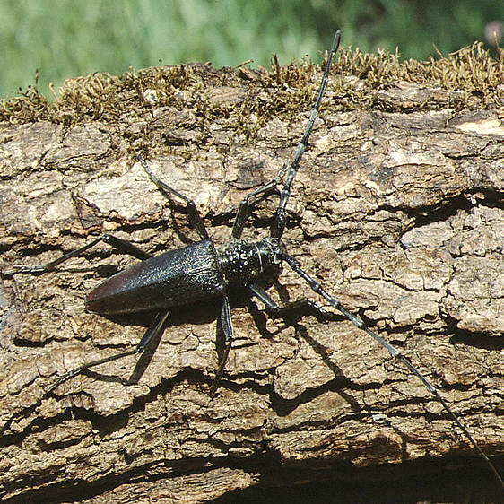 Cerambyx cerdo in der Tierwelt Herberstein