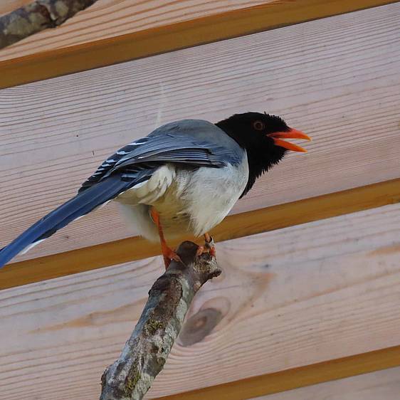 Rotschnabelkitta in der Tierwelt Herberstein