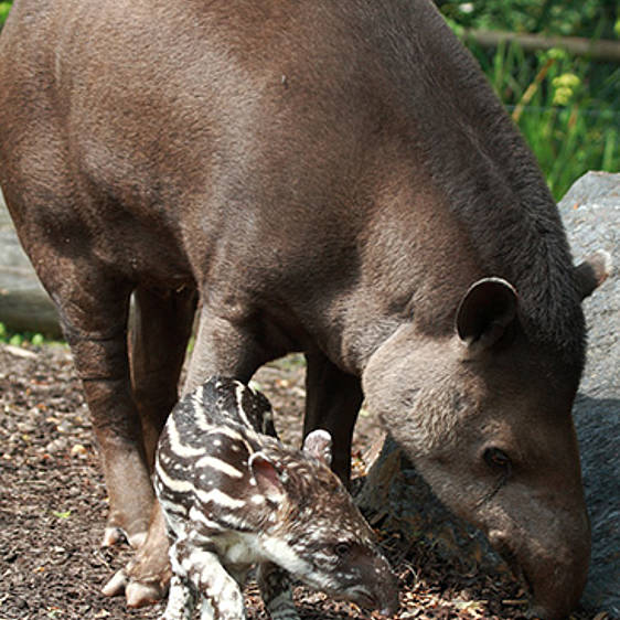 Flachland Tapir