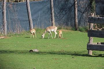 Hirschziegenantilope in der Tierwelt Herberstein