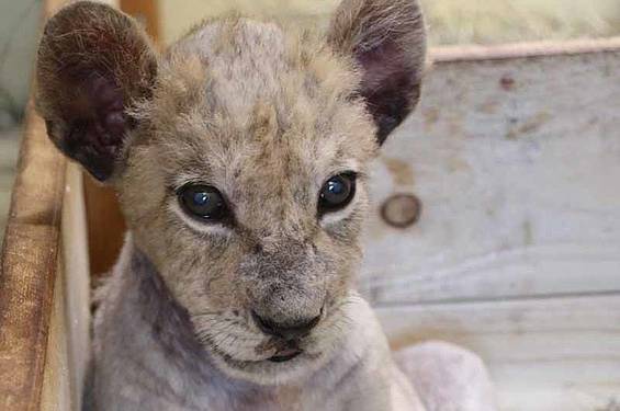 Löwenbaby in der Tierwelt Herberstein