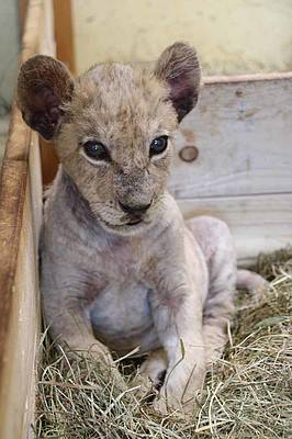 Löwenbaby sitzt in der Tierwelt Herberstein