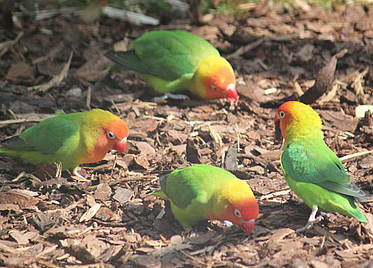 Erdbeerköpfchen in der Tierwelt Herberstein