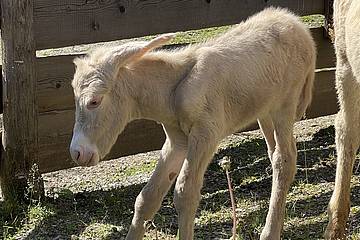 Barockesel in der Tierwelt Herberstein