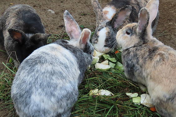 Nagetiere im Streichelzoo in der Tierwelt Herberstein