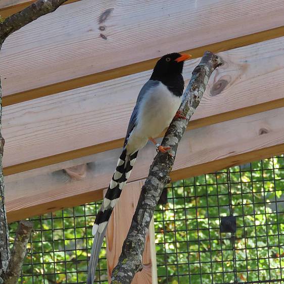 Rotschnabelkitta in der Tierwelt Herberstein