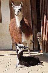 Lamas in der Tierwelt Herberstein
