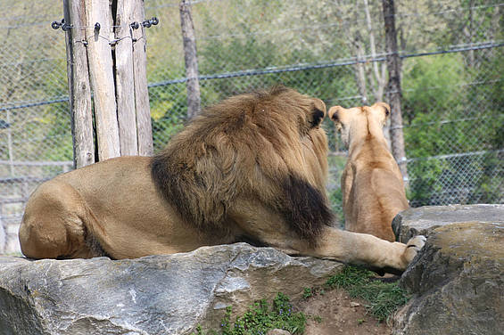 Löwe Caesar mit Nachwuchs in der Tierwelt Herberstein