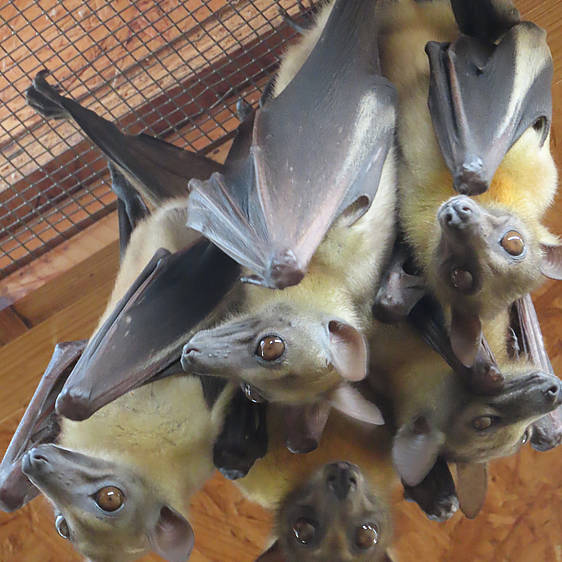 Palmenflughund in der Tierwelt Herberstein