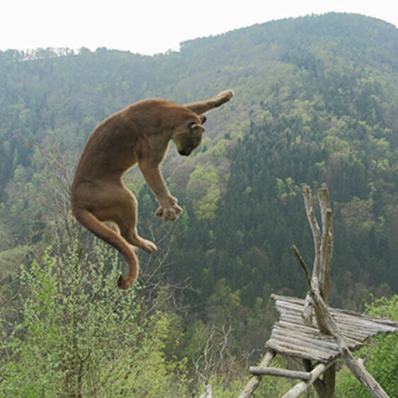 Puma im Tierpark in der Steiermark