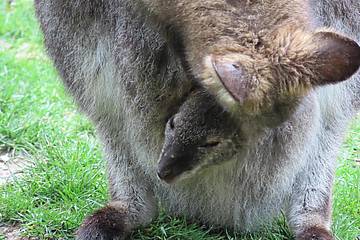 Babykänguru im Beutel von Mama in der Tierwelt Herberstein
