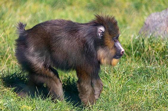 Mandrillweibchen in der Tierwelt Herberstein