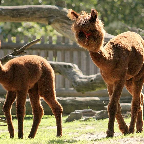 Alpakas der Tierwelt Herberstein