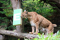 Luchs George mit dem neuen Spielzeug von der Energie Steiermark