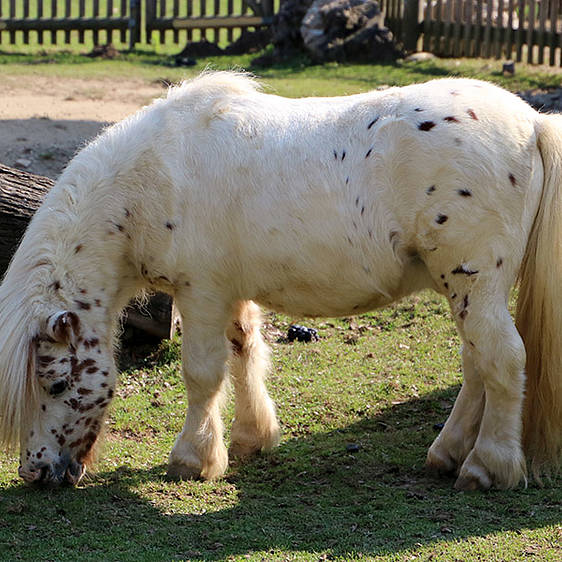 Mini-Appaloosa