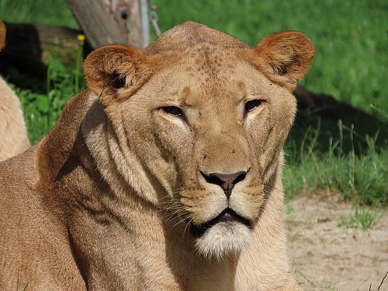 Tod der Löwenbrüder: Untersuchungsergebnisse sind da