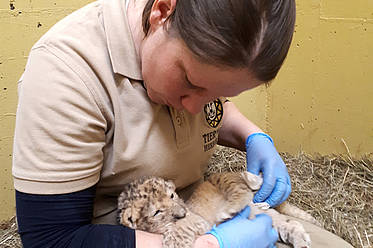Löwenbaby mit Tierpflegerin in der Tierwelt Herberstein