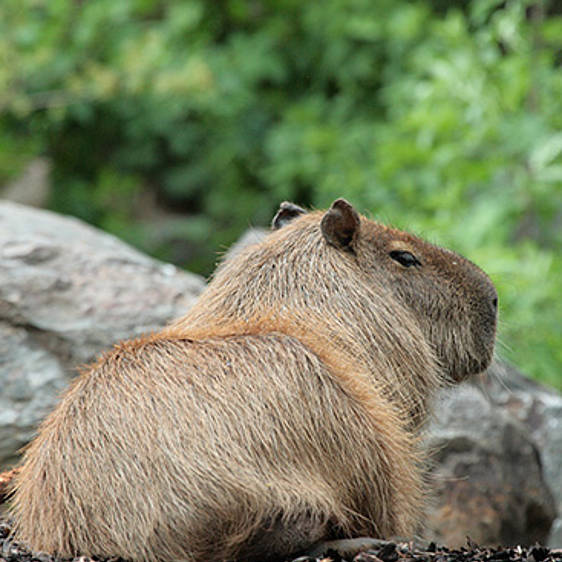 Capybara