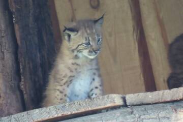 Luchs-Nachwuchs in der Tierwelt Herberstein.