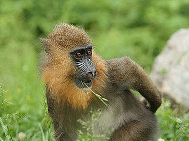 Mandrill der Tierwelt Herberstein