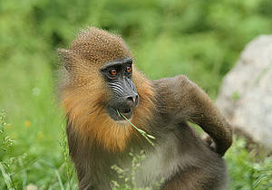 Mandrill in der Steiermark