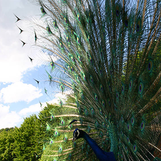 Blauer Pfau