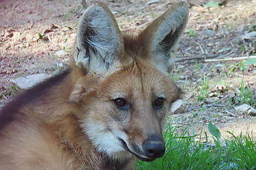 Mähnenwolf in der Tierwelt Herberstein