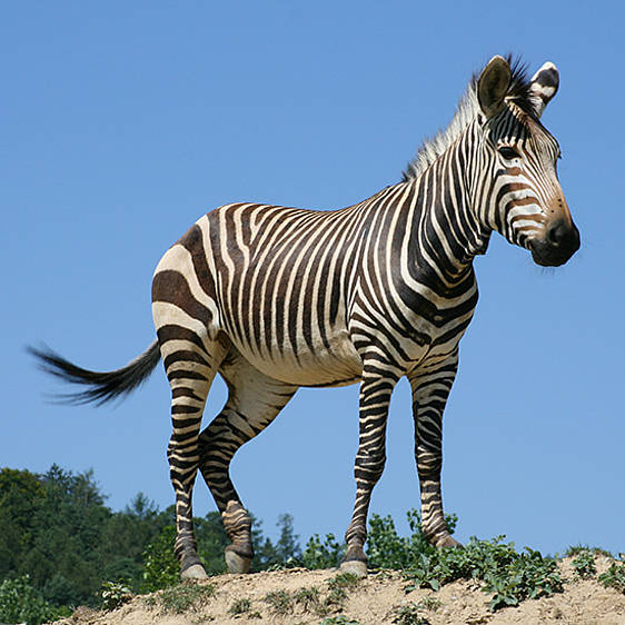 Hartmann Bergzebra