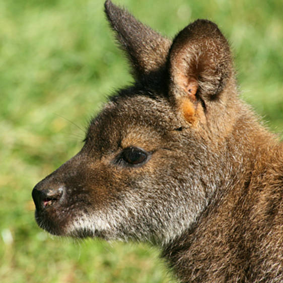 Bennett Känguru