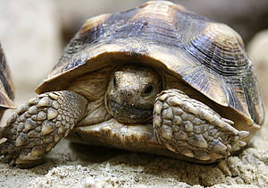 Sporenschildkröte in der Steiermark