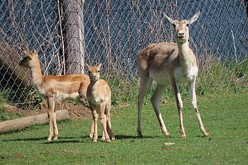Hirschziegenantilope in der Tierwelt Herberstein