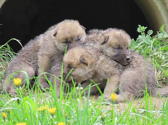 Erster Polarwolf Nachwuchs in Herberstein seit 15 Jahren