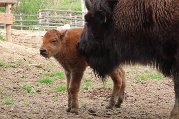Tierbabys in der Steiermark