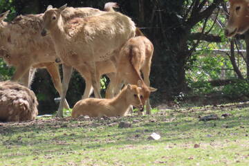 Tierbabys in der Steiermark