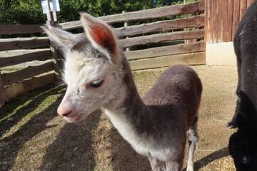 Tierbabys in der Steiermark